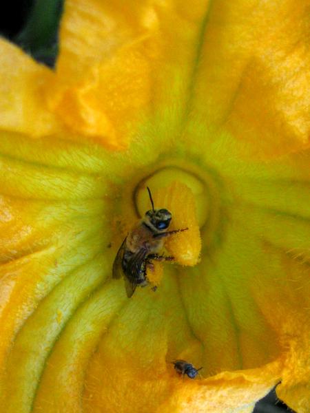 Thumbnail image for Squash Bees